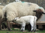 SX14042 Little white lamb drinking by ewe.jpg